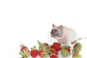 Чи можна годувати декоративну полуницю щуру? Чи можна годувати декоративну полуницю щуру?